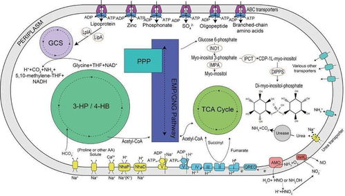 中國海洋大學(xué)在馬里亞納海溝深淵微生物研究領(lǐng)域取得新突破
